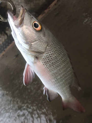 ゴマフエダイの釣果