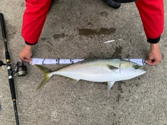 メジロの釣果