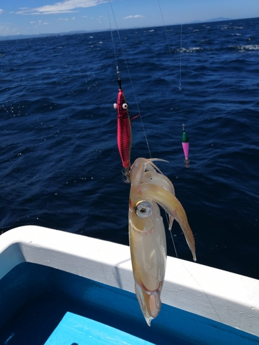 ヤリイカの釣果