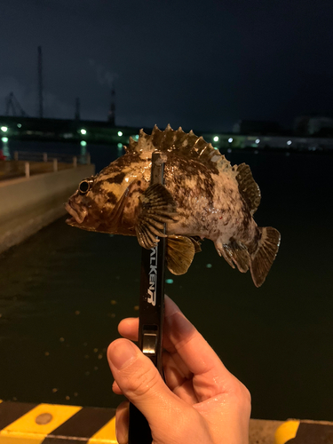 クロソイの釣果