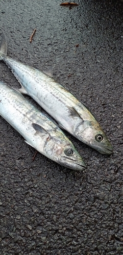 サゴシの釣果