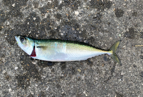 サバの釣果