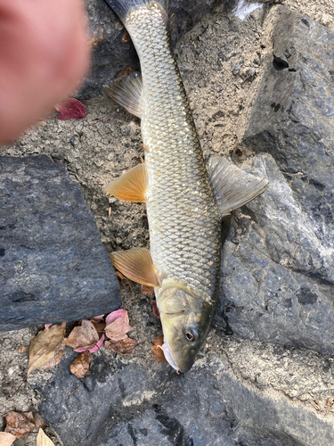 ニゴイの釣果