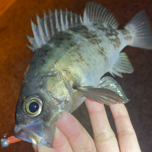 クロメバルの釣果