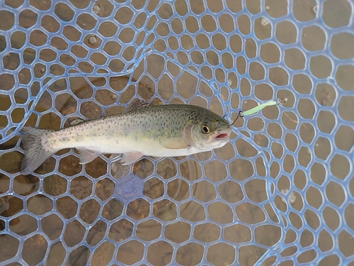 ニジマスの釣果