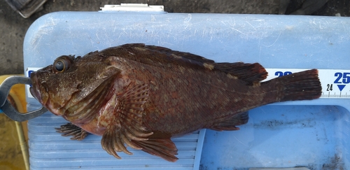 アラカブの釣果