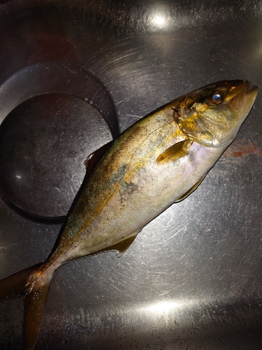 カンパチの釣果