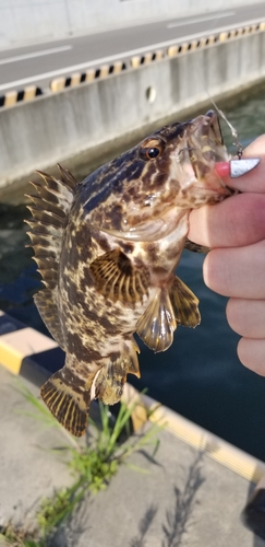 ベッコウゾイの釣果