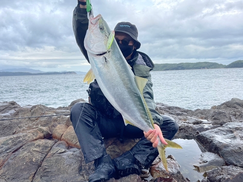 ブリの釣果