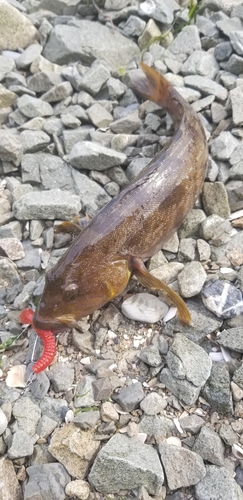 アイナメの釣果