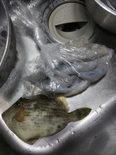 ショウサイフグの釣果