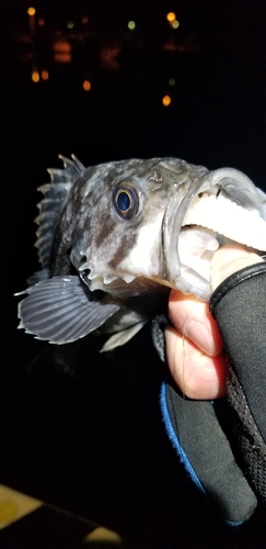 クロソイの釣果