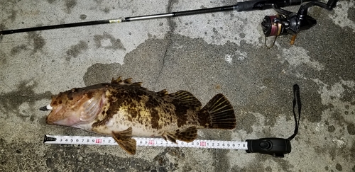 ベッコウゾイの釣果