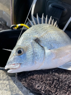 ミナミクロダイの釣果