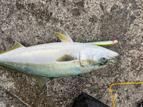 ハマチの釣果