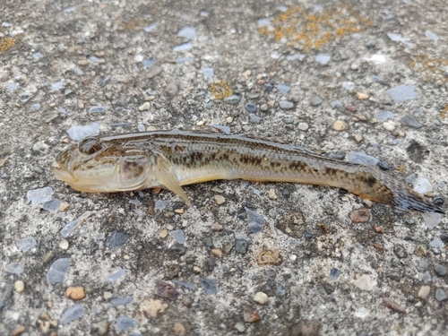 マハゼの釣果