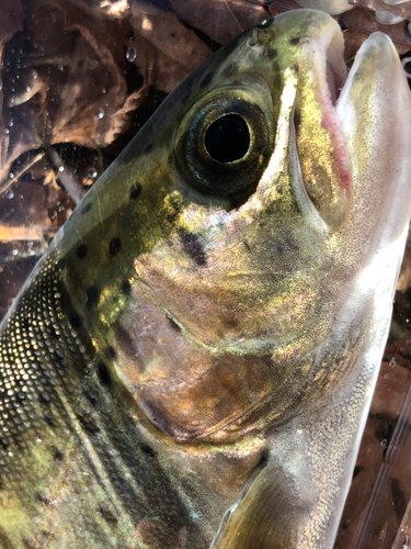 ニジマスの釣果