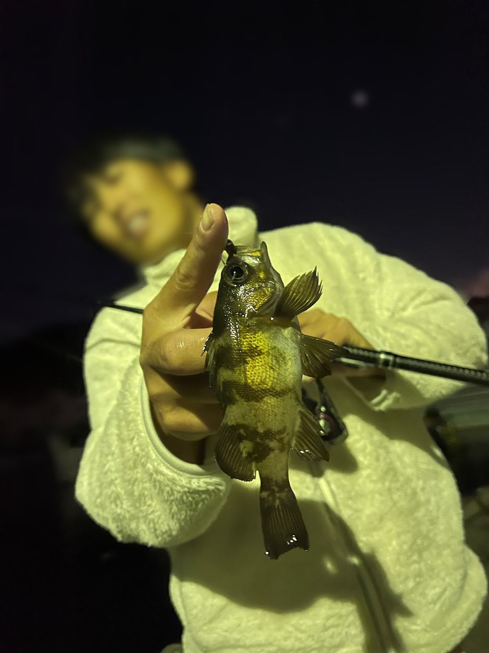 メバル