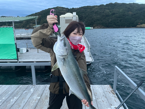 ヒラマサの釣果