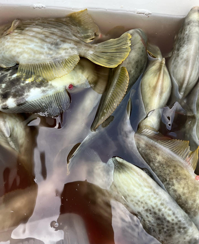 カワハギの釣果