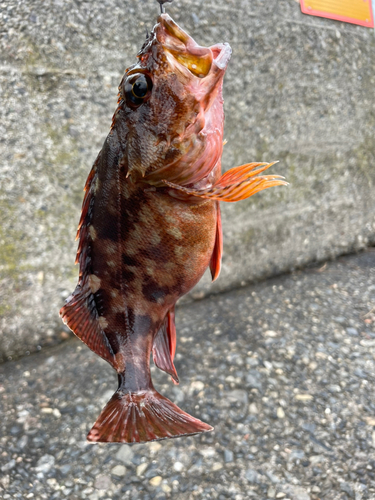 カサゴの釣果