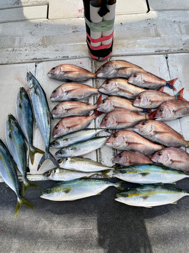 マダイの釣果