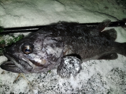 クロソイの釣果