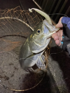 セイゴ（マルスズキ）の釣果