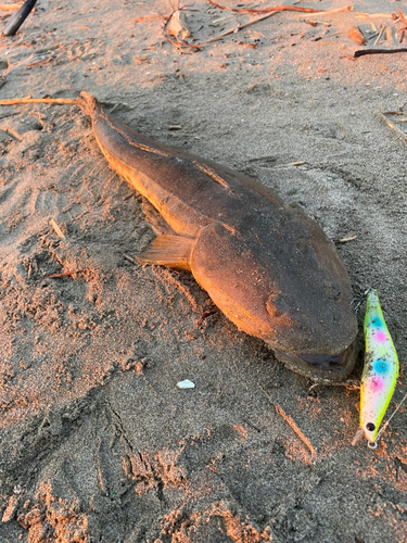 マゴチの釣果