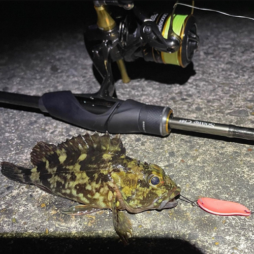 カサゴの釣果