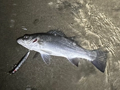 ヒラスズキの釣果