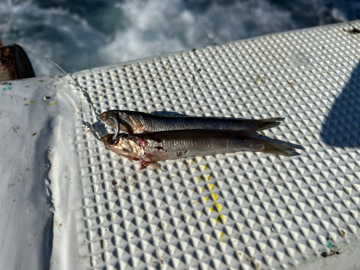 ハト胸　fishingさんの釣果 2枚目の画像