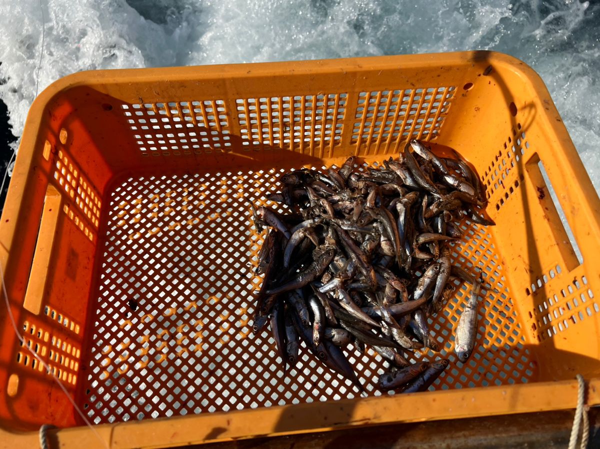 ハト胸　fishingさんの釣果 3枚目の画像