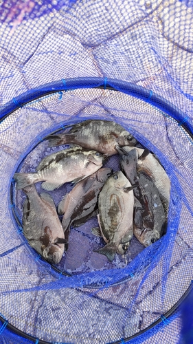 メジナの釣果