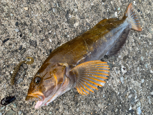 アイナメの釣果