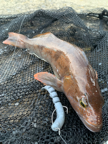 アイナメの釣果