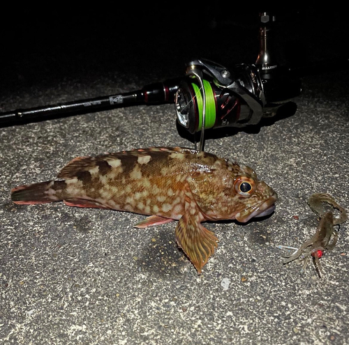 カサゴの釣果