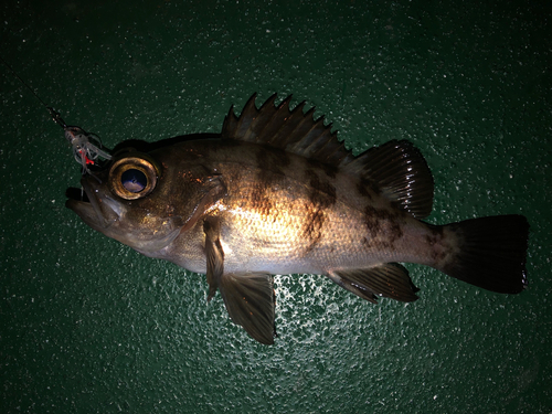 シロメバルの釣果