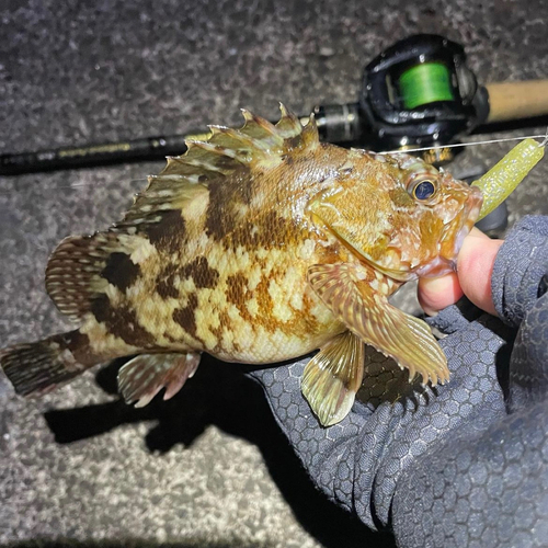 カサゴの釣果