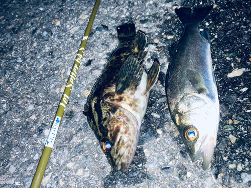 タケノコメバルの釣果