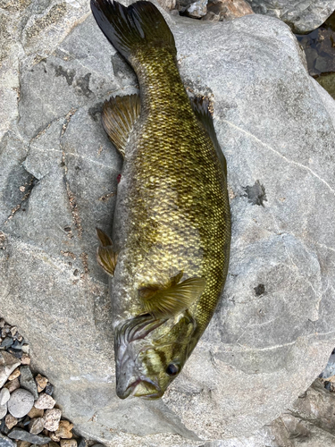 スモールマウスバスの釣果