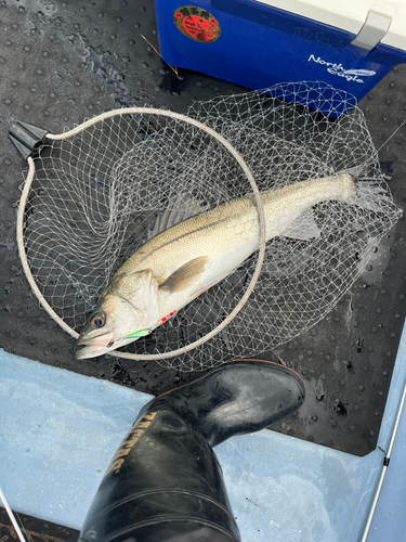 フッコ（マルスズキ）の釣果