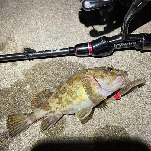 カサゴの釣果