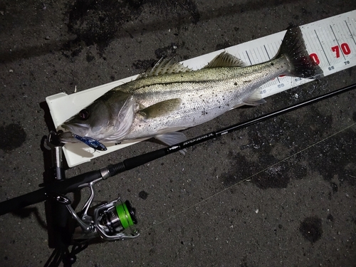 シーバスの釣果