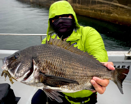 チヌの釣果