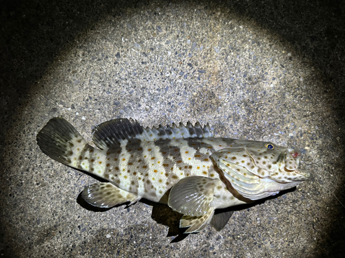 イシミーバイの釣果