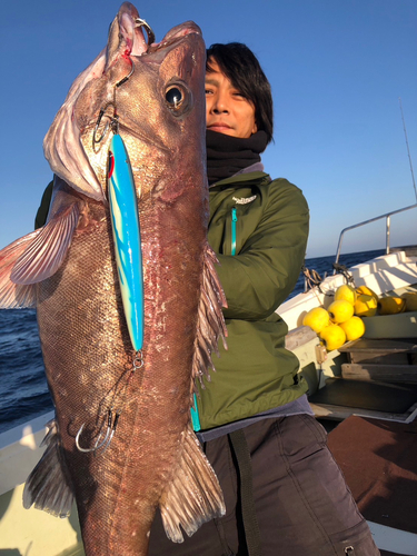 アラの釣果