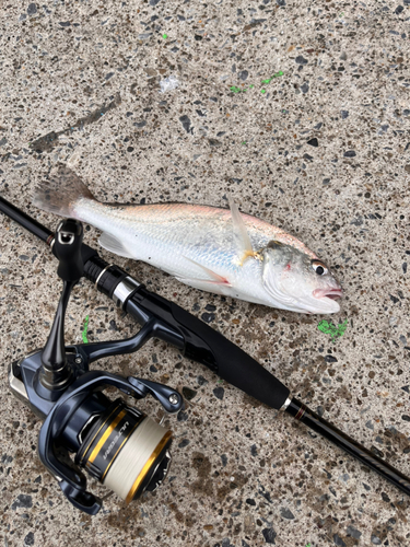 イシモチの釣果