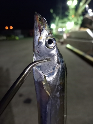 タチウオの釣果