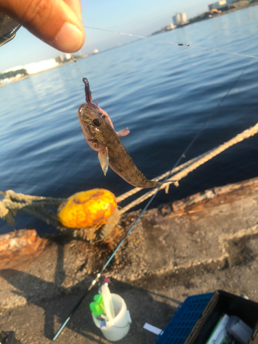 ハゼの釣果